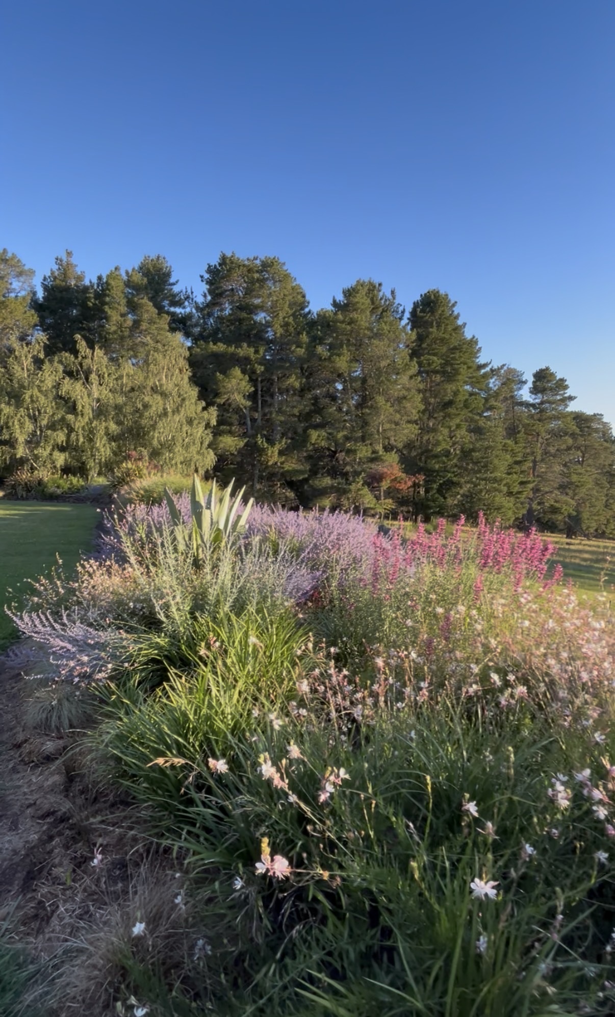 ‘THE POWER OF PERENNIALS IN YOUR GARDEN’ with Tina Skipper thumbnail